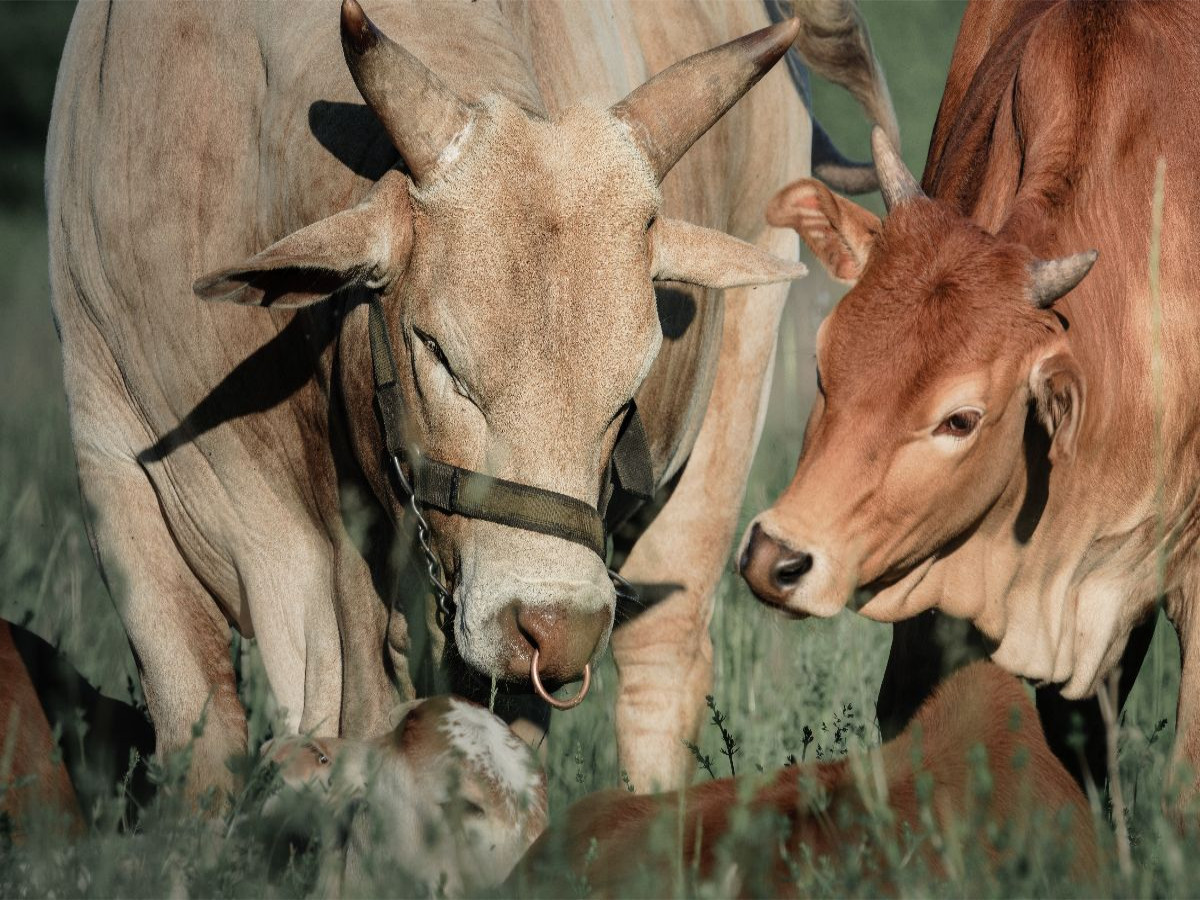 Zwergzebu mit Kalb