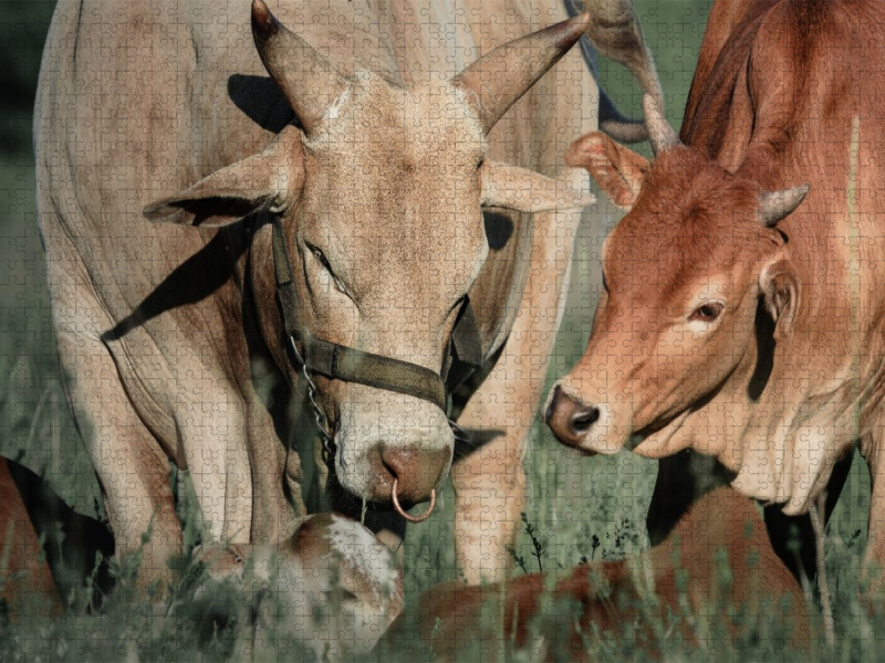 Zwergzebu mit Kalb