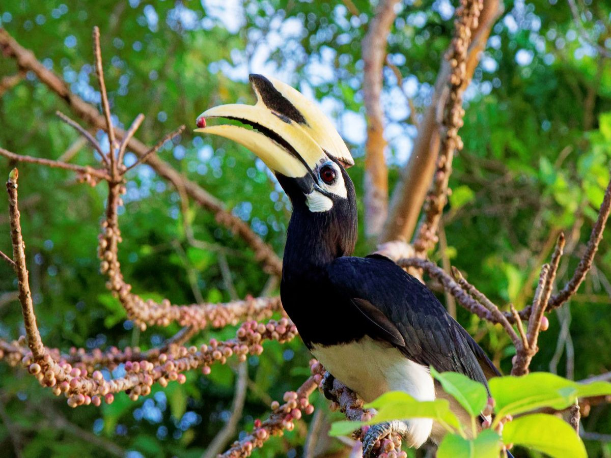 Hornvogel