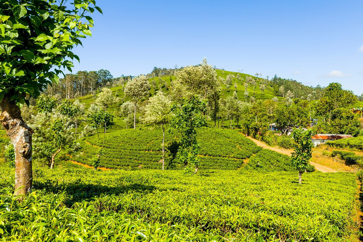 Teeplantage