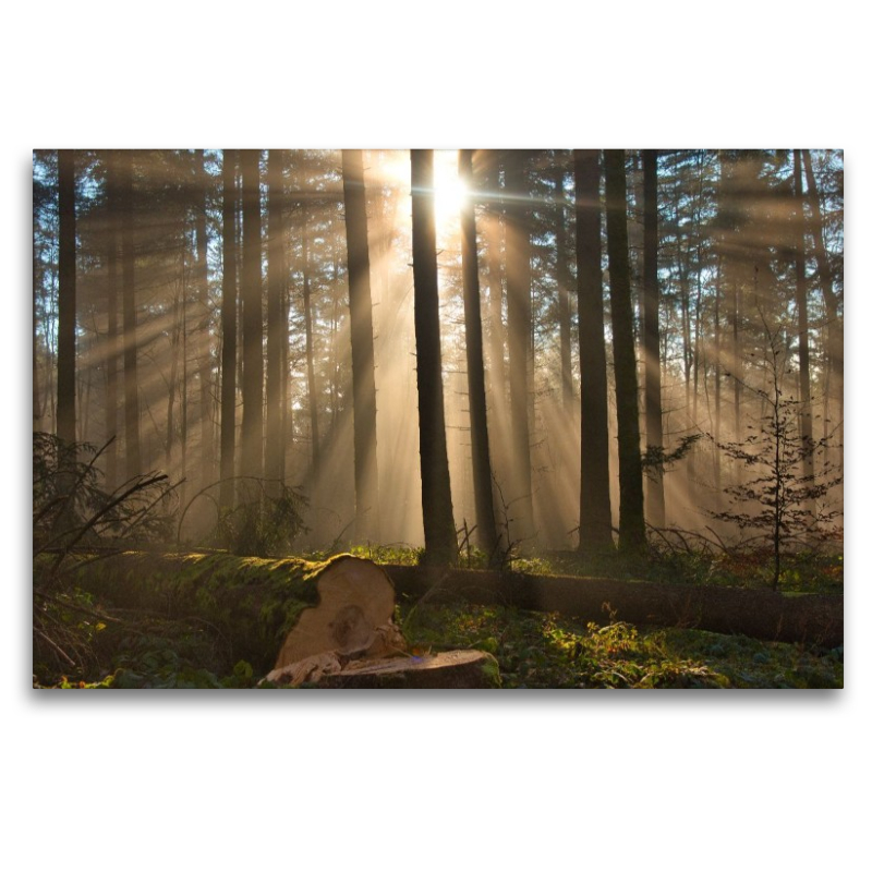 Nebel im Wald