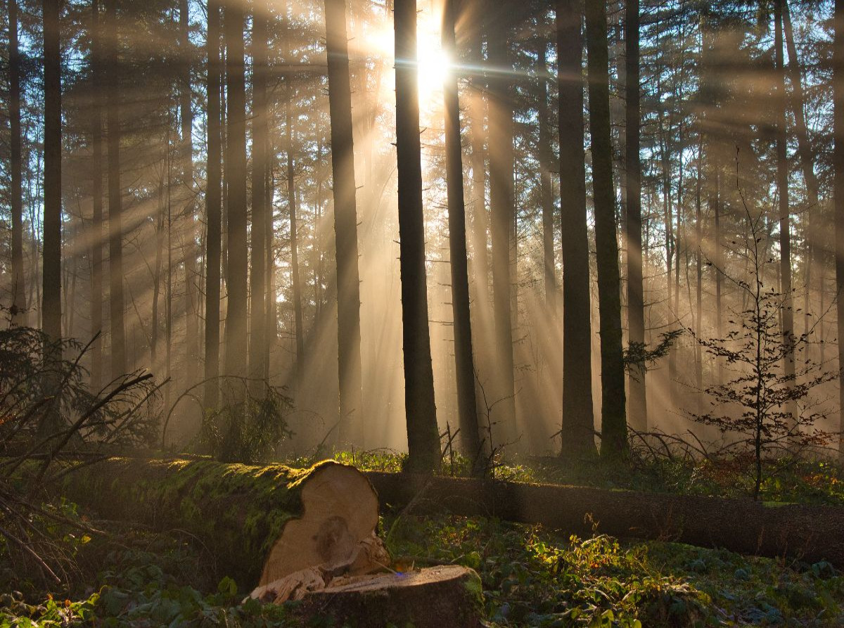 Nebel im Wald