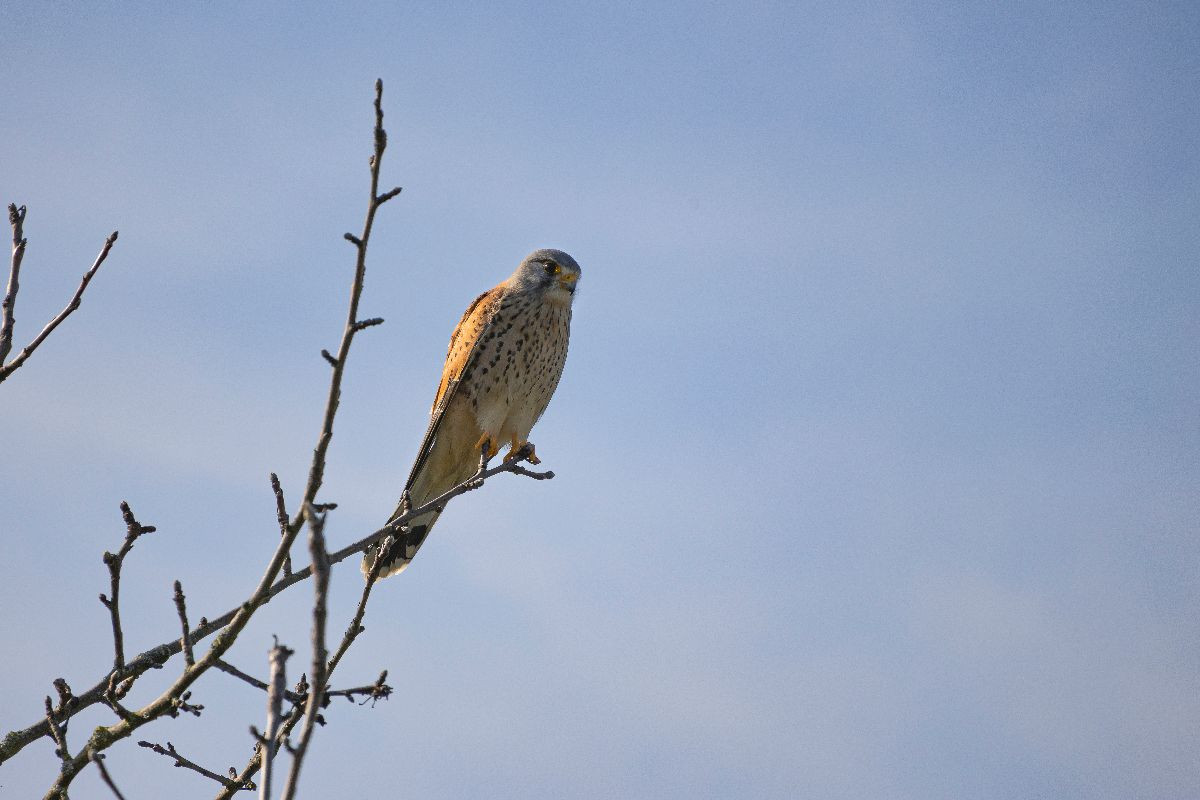 Greifvogel