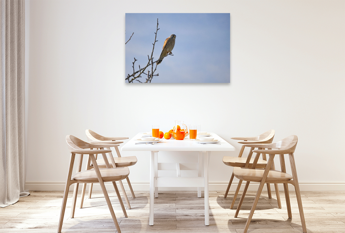 Greifvogel