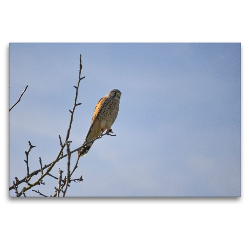 Greifvogel