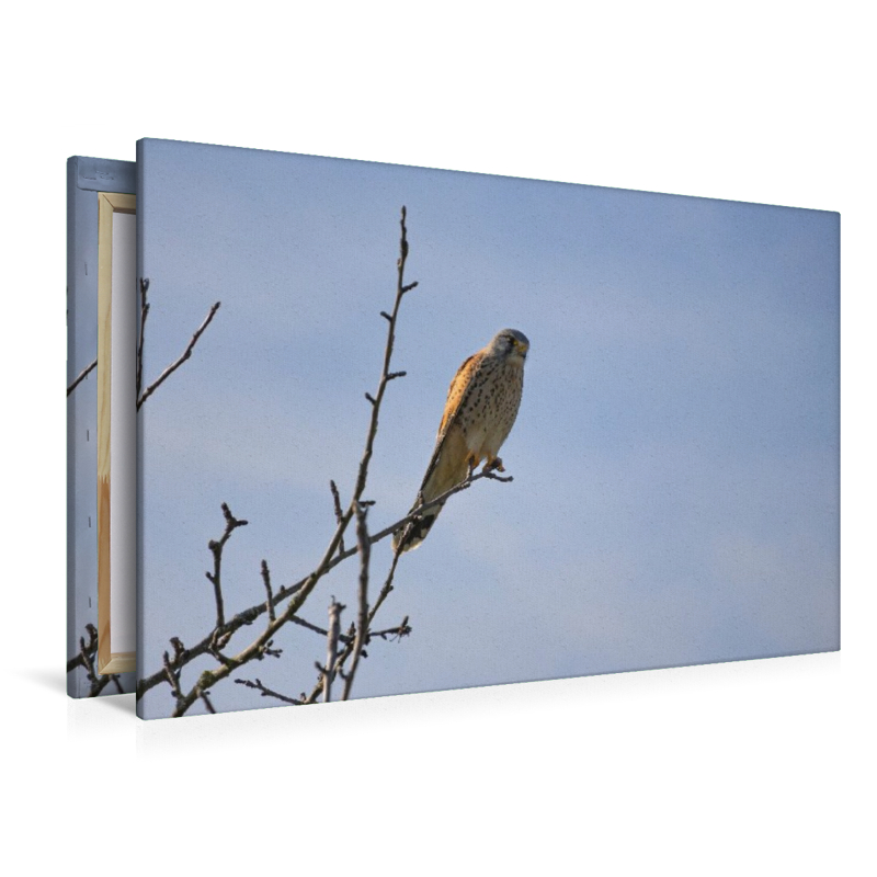Greifvogel