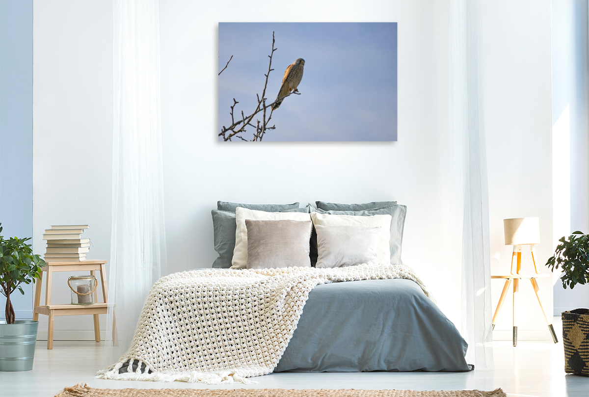 Greifvogel