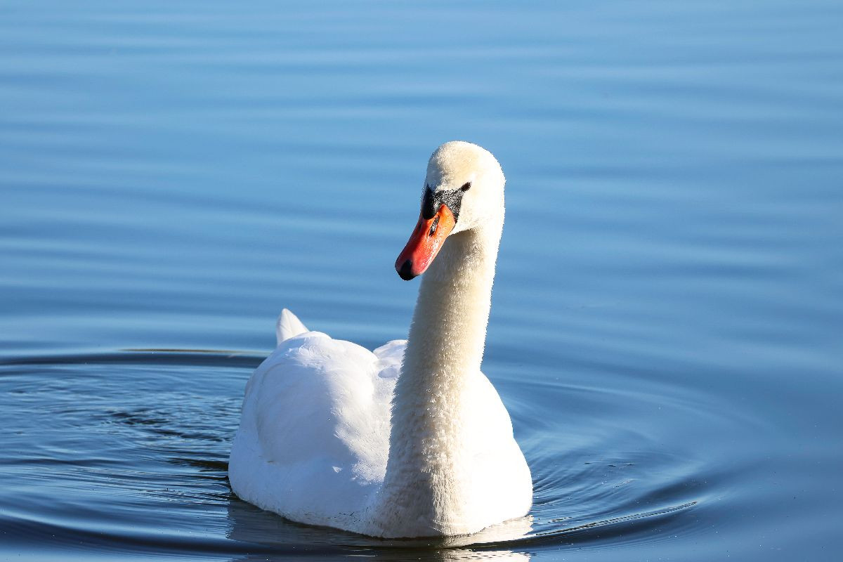 Schwan