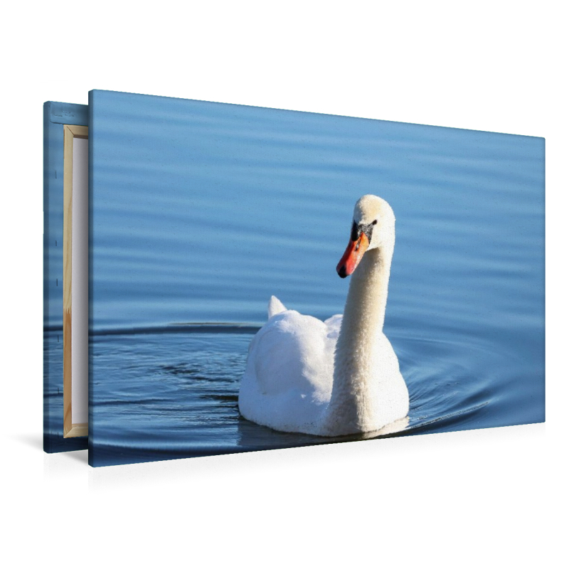 Schwan