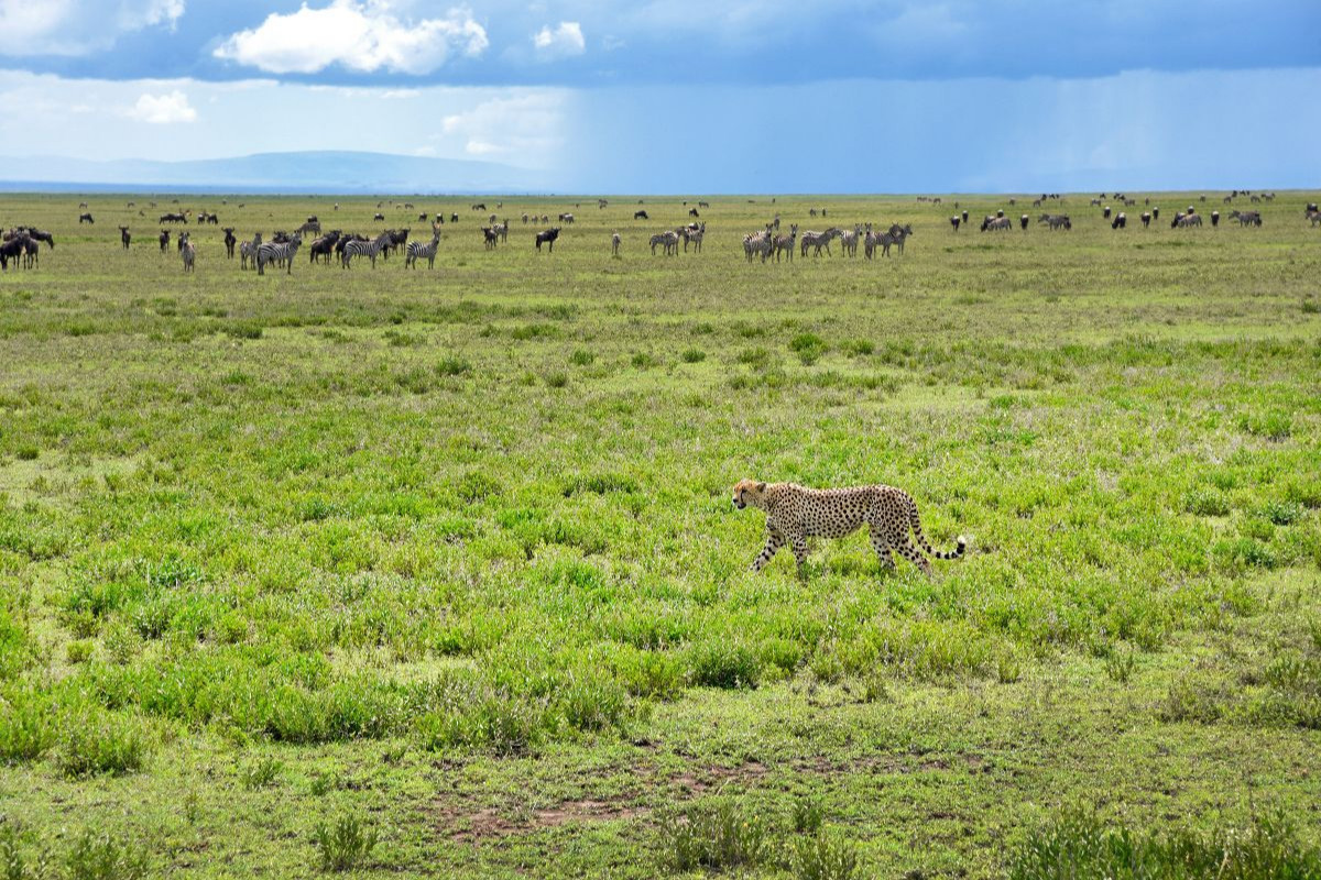 Serengeti-Nationalpark