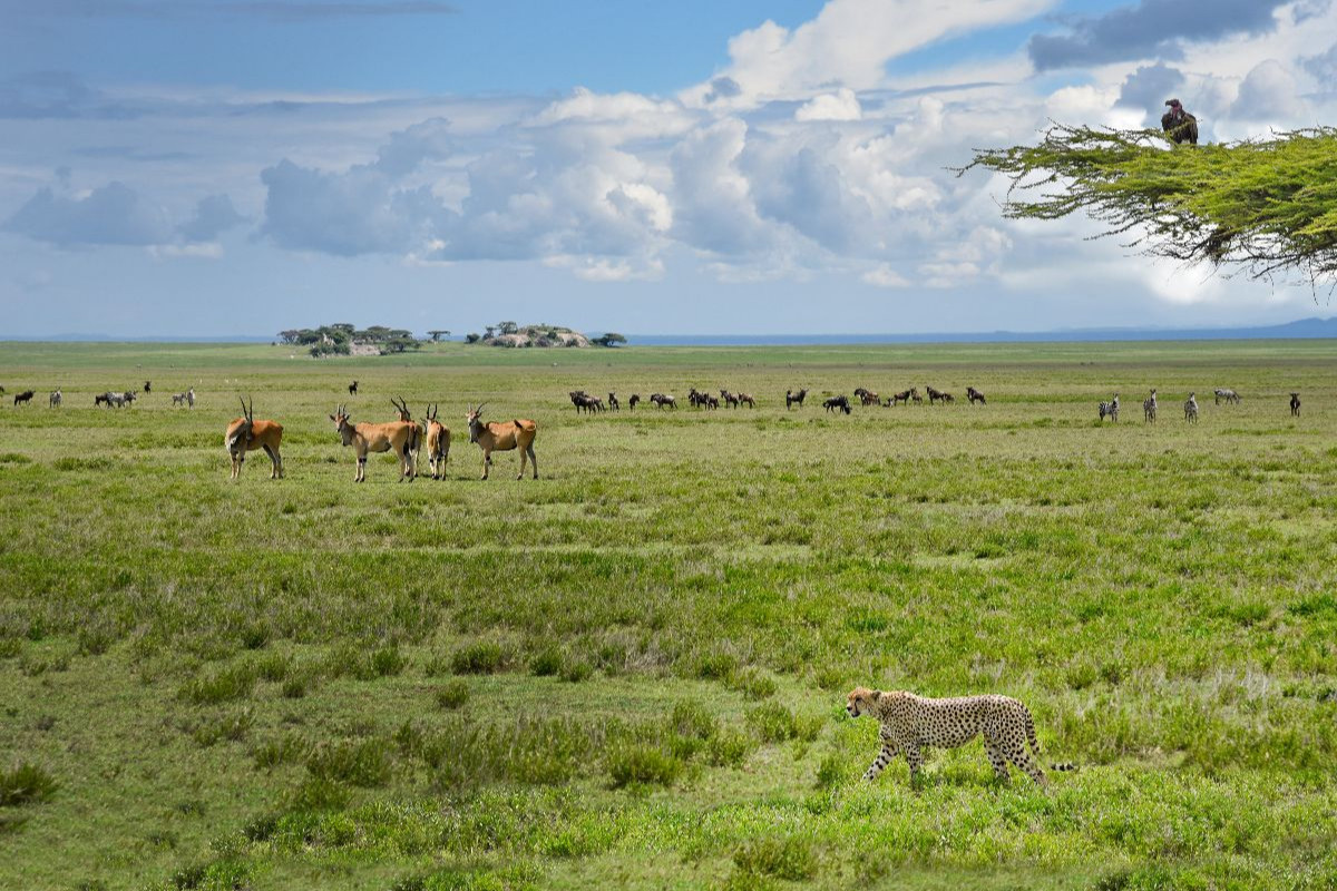 Wildtiere
