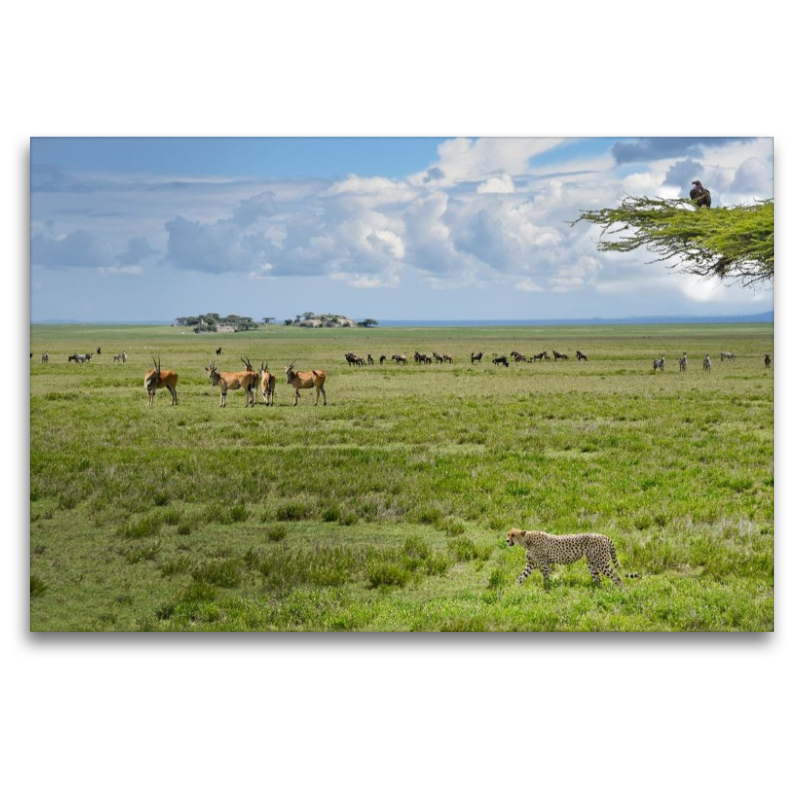 Wildtiere