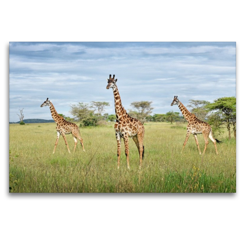 Giraffen