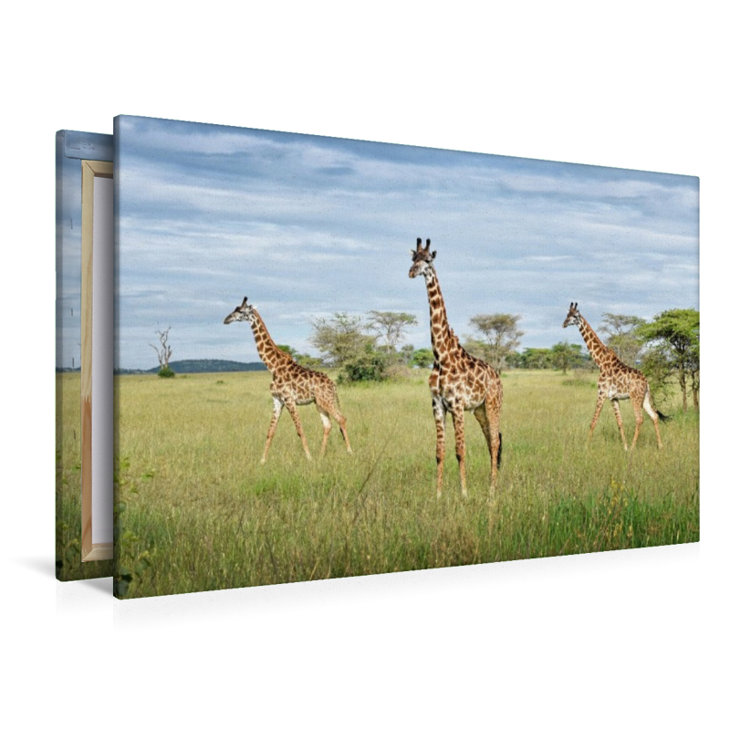 Giraffen