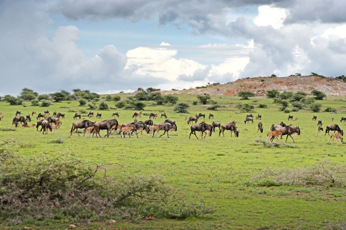 Gnus