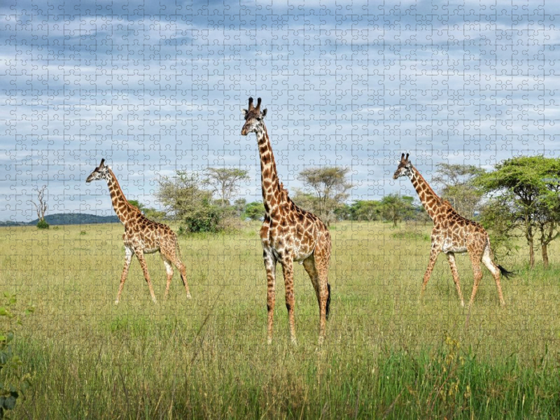Giraffen