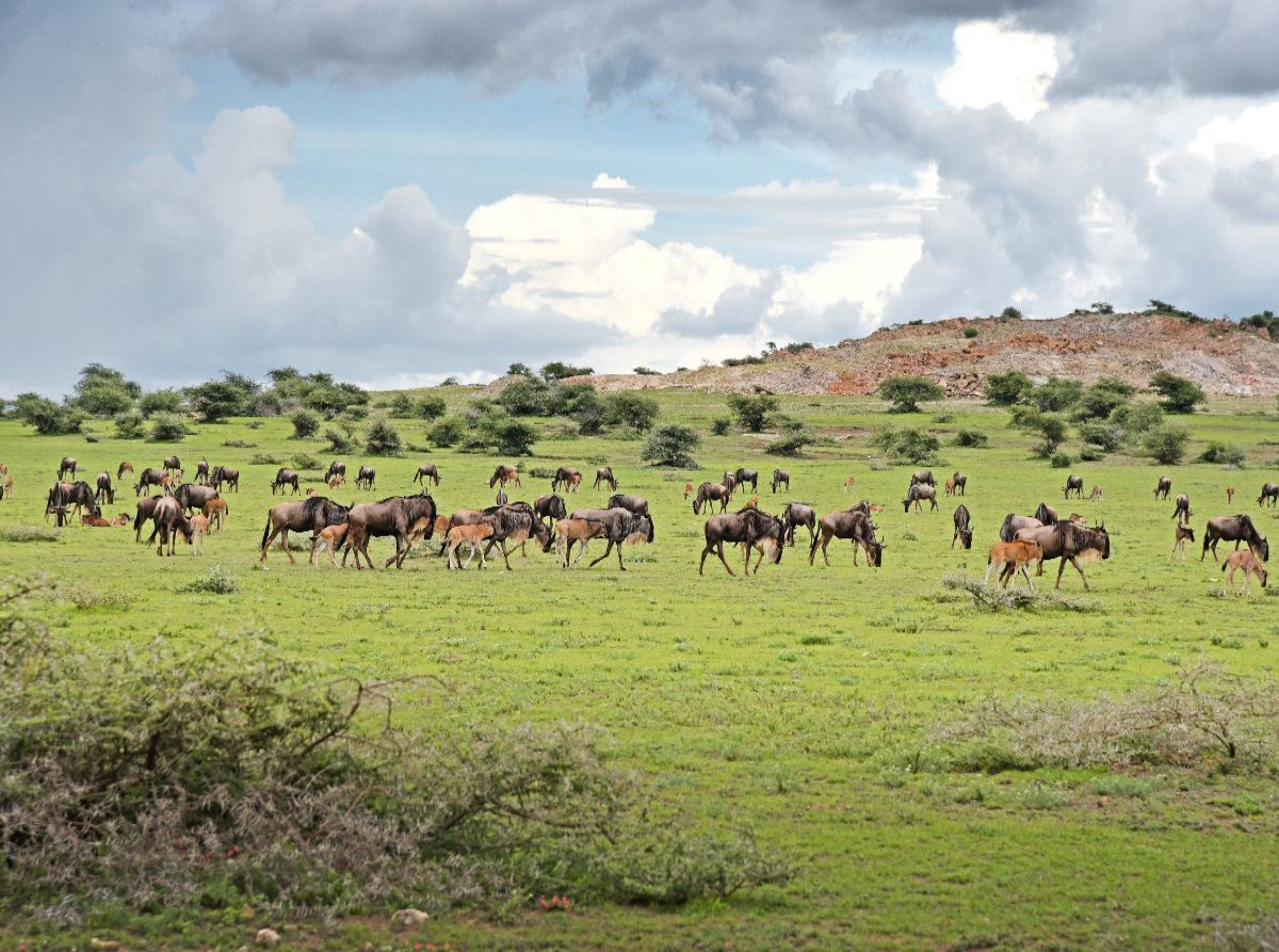 Gnus