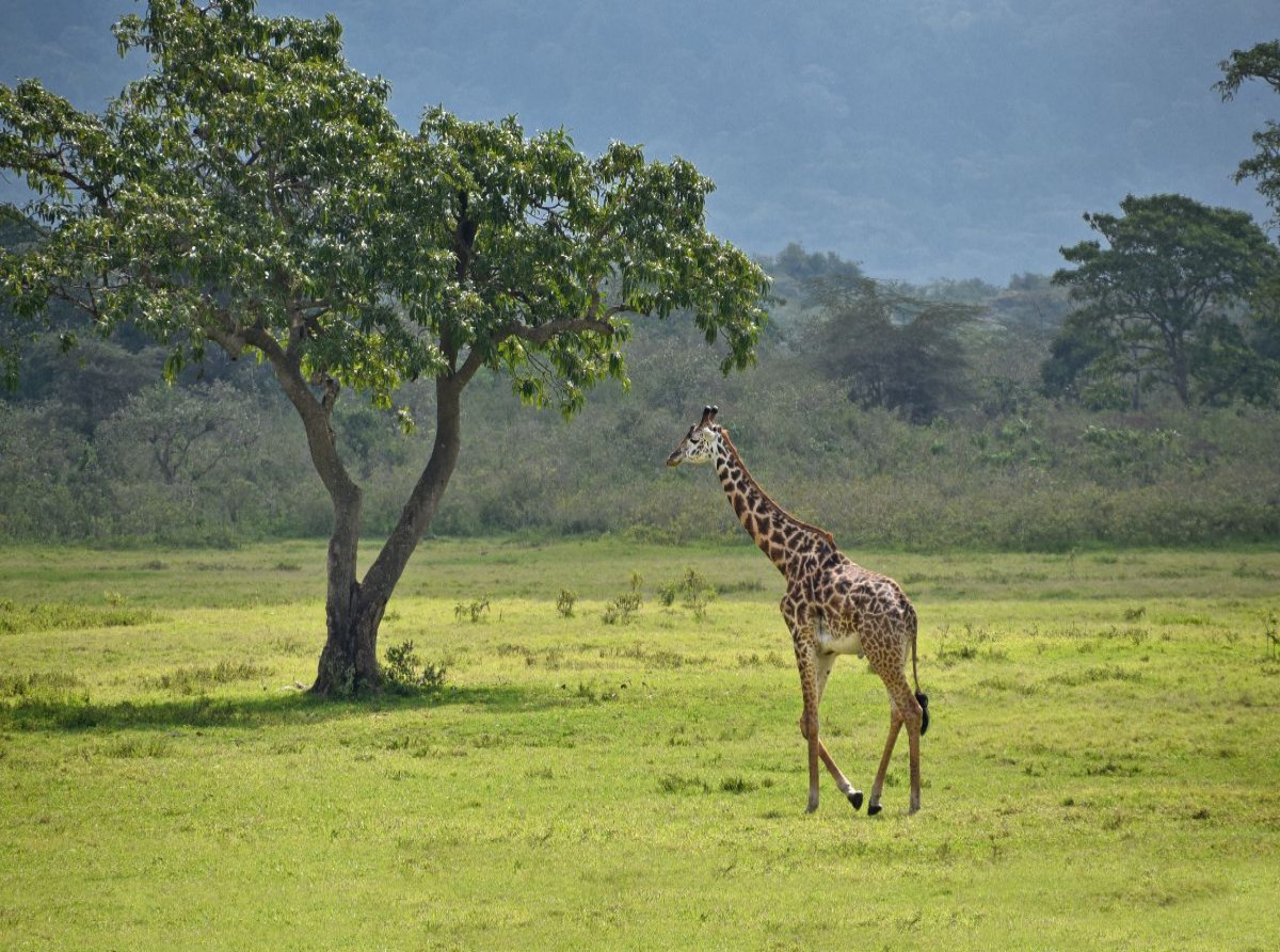 Giraffe