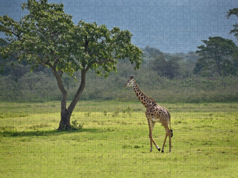 Giraffe