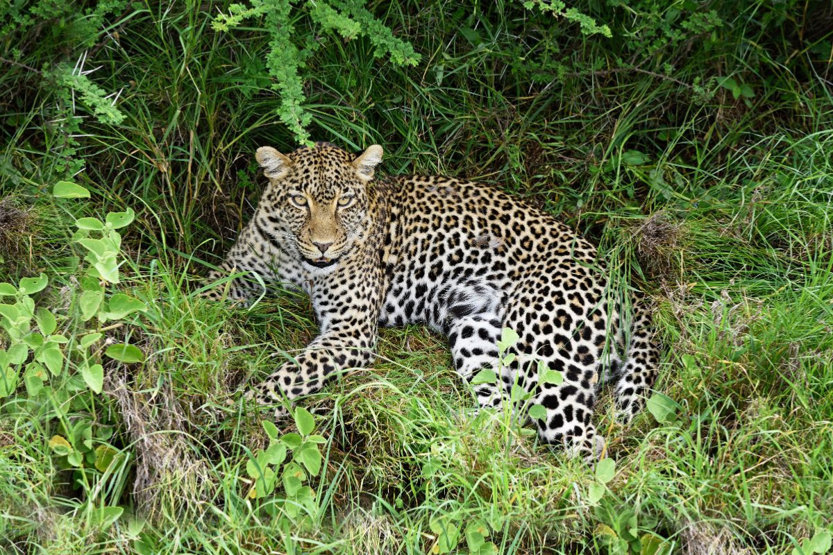 Leopardin