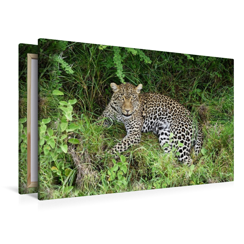 Leopardin