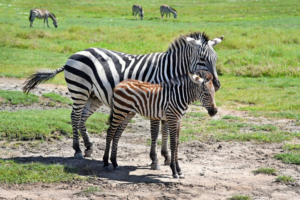 Zebras