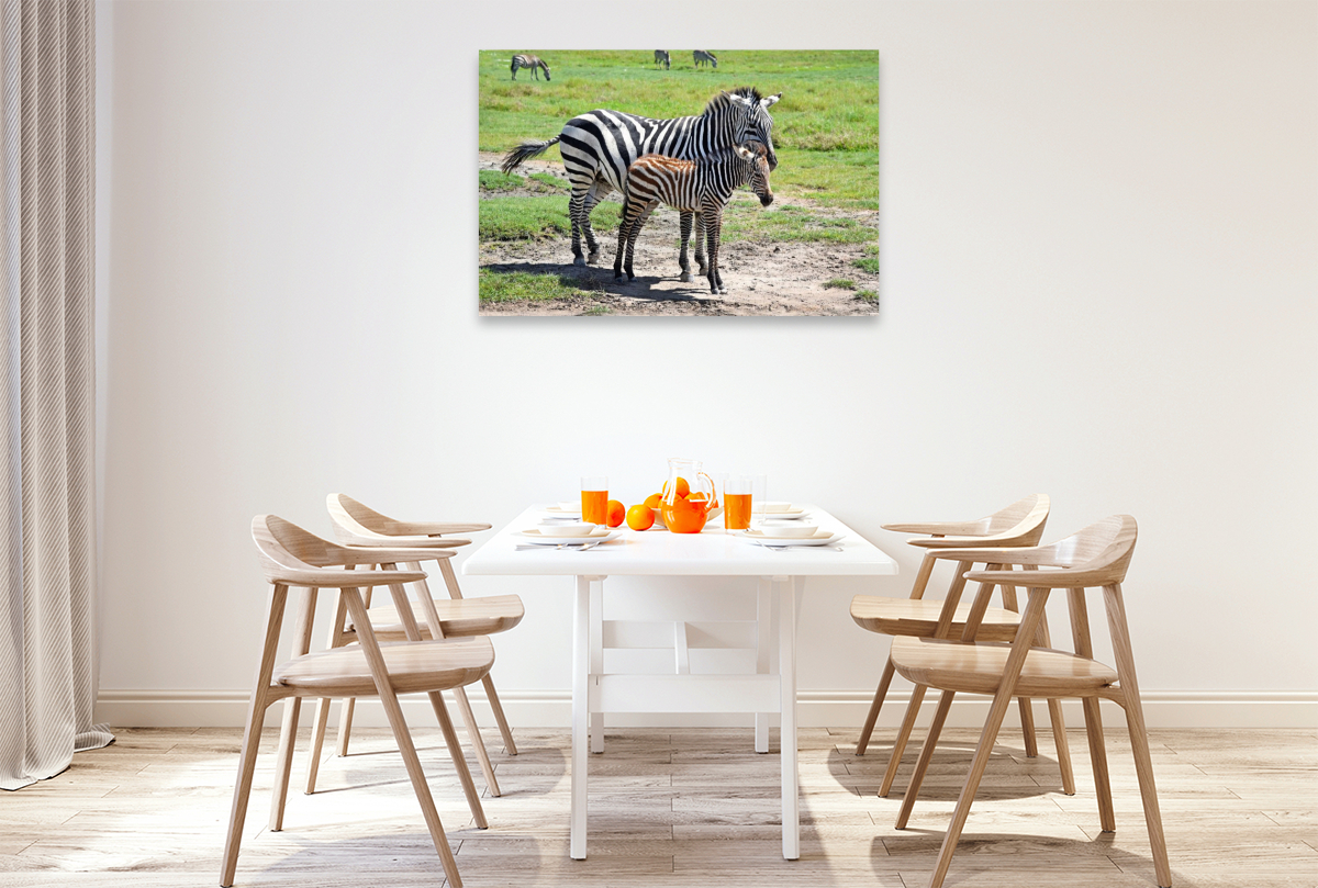 Zebras
