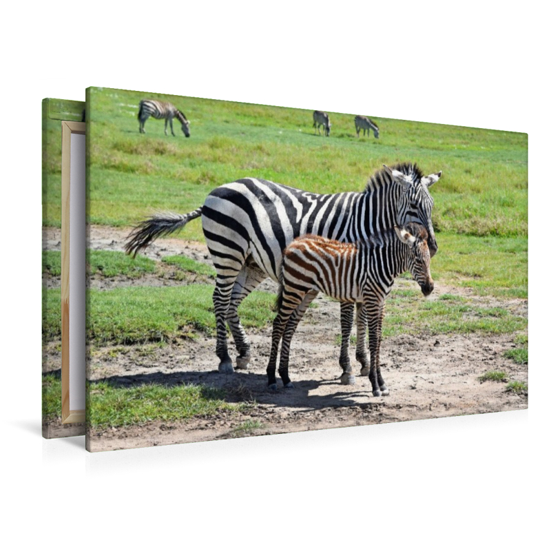 Zebras