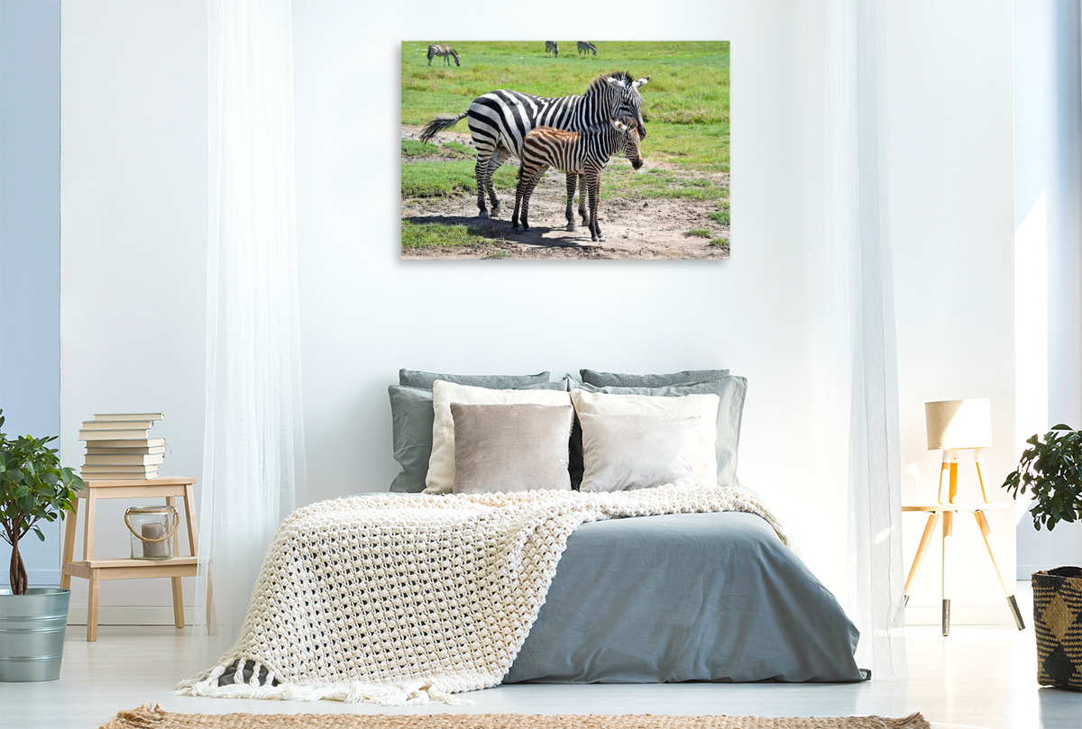 Zebras