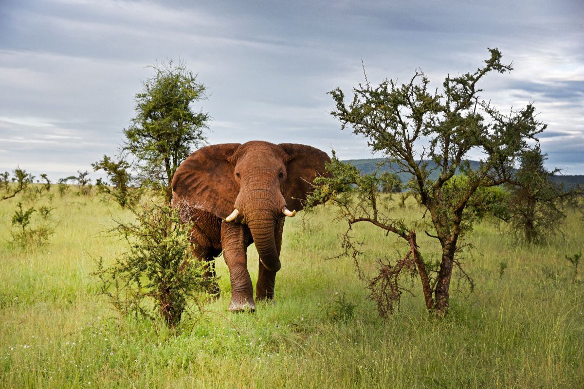 Elefant