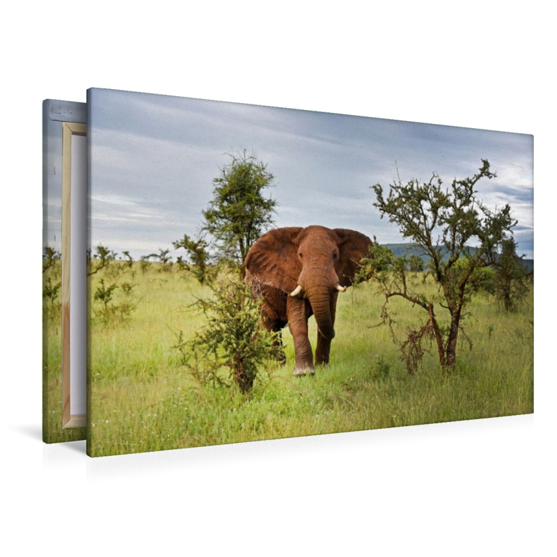 Elefant