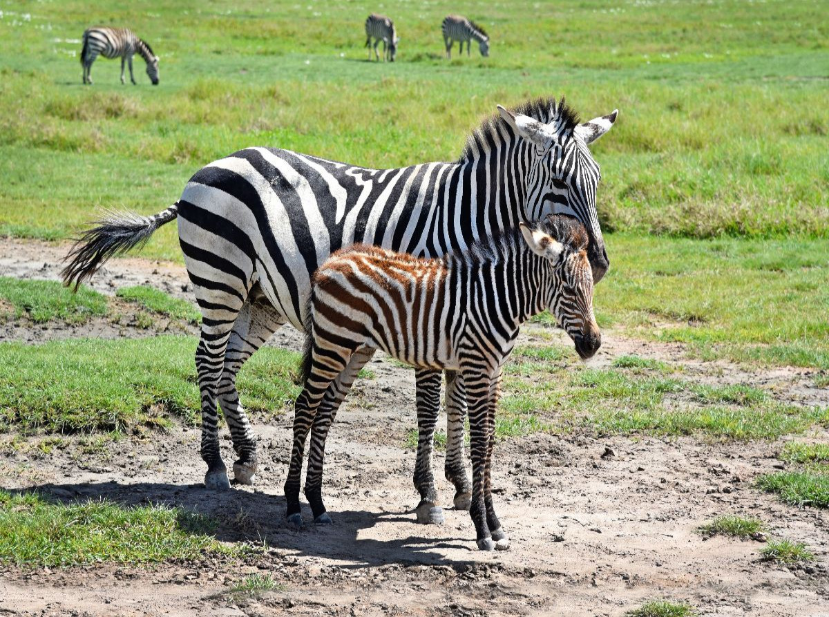 Zebras