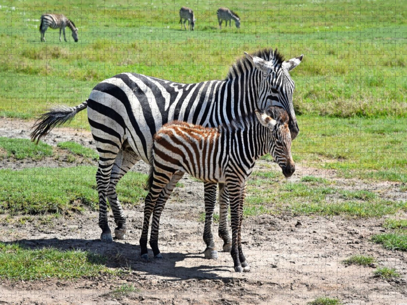 Zebras