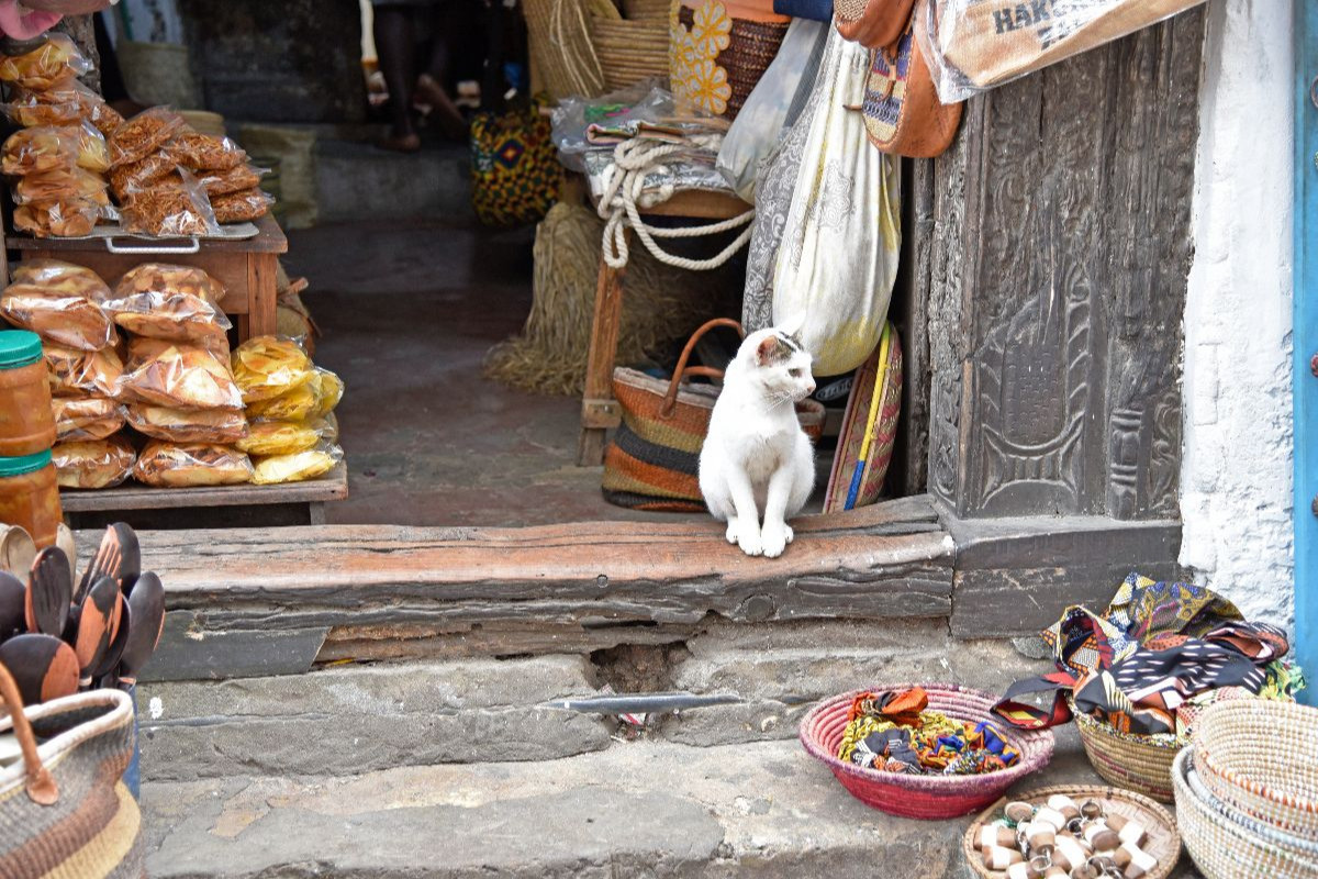 Katze in Stone Town