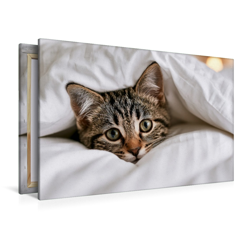 Warm eingepackt schnurrt es sich besser