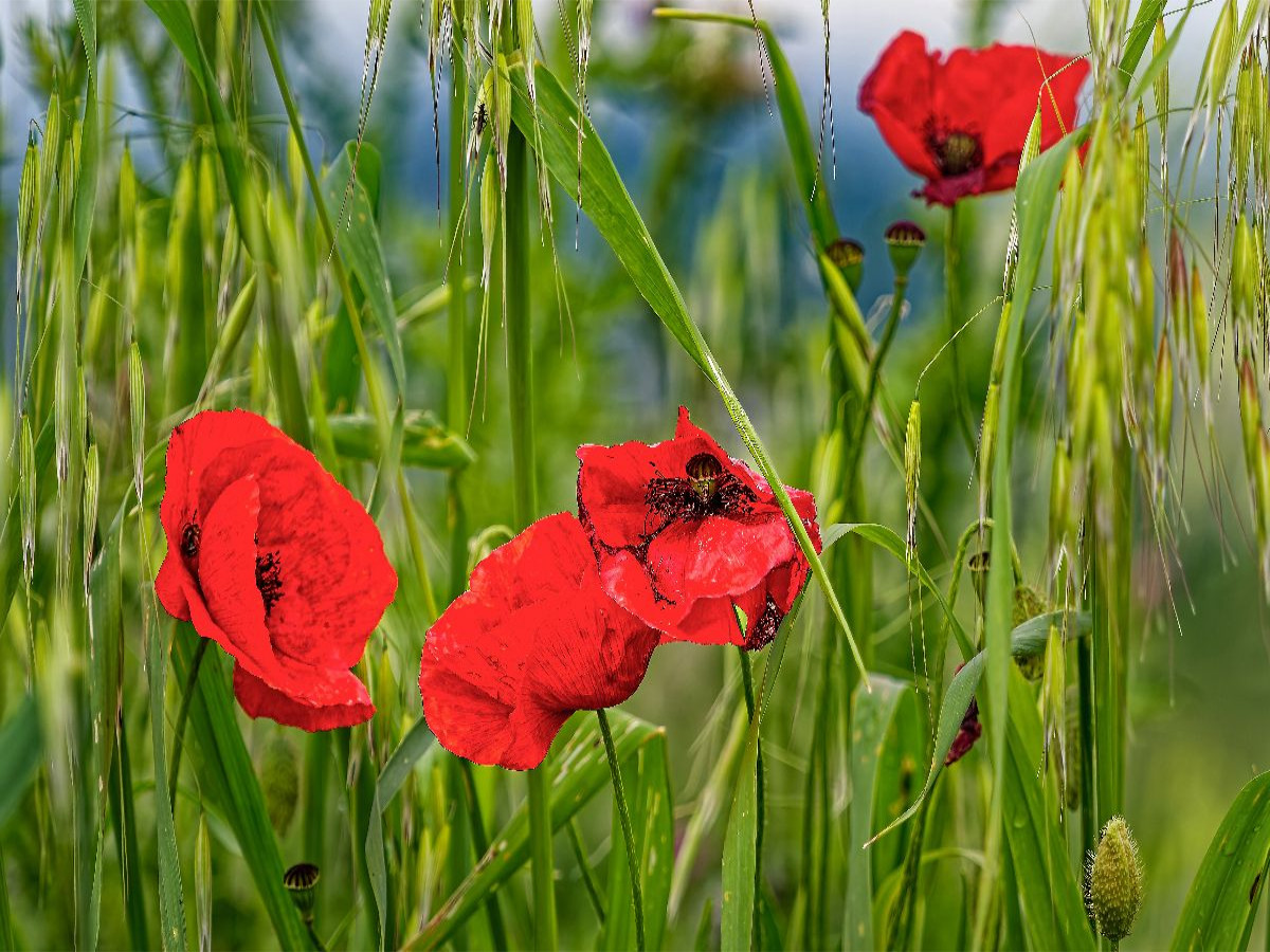 Klatschmohn im toskanischen Wind