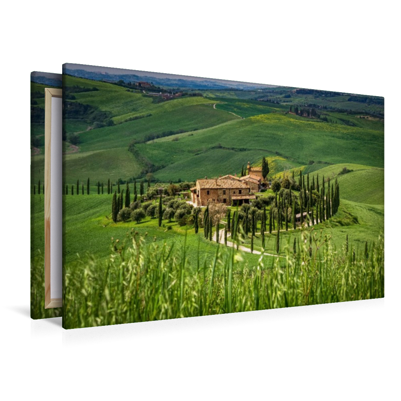 Zypressenallee zum Landgut in der Crete Senesi