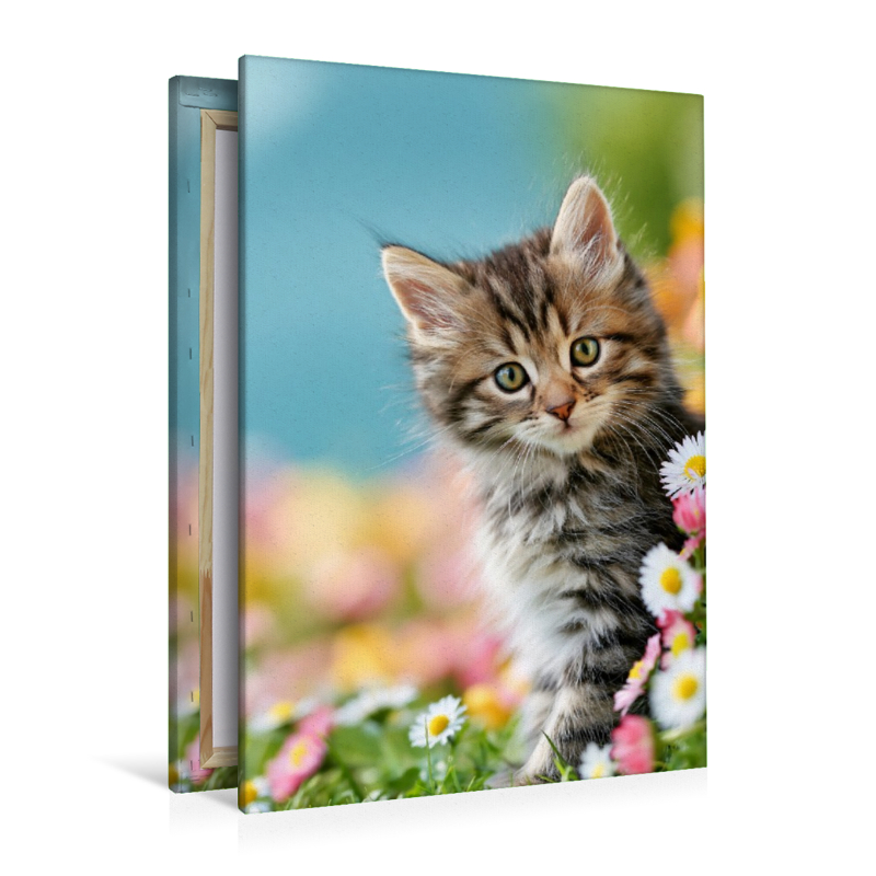Ein Motiv aus dem Kalender Spaß mit Katzen
