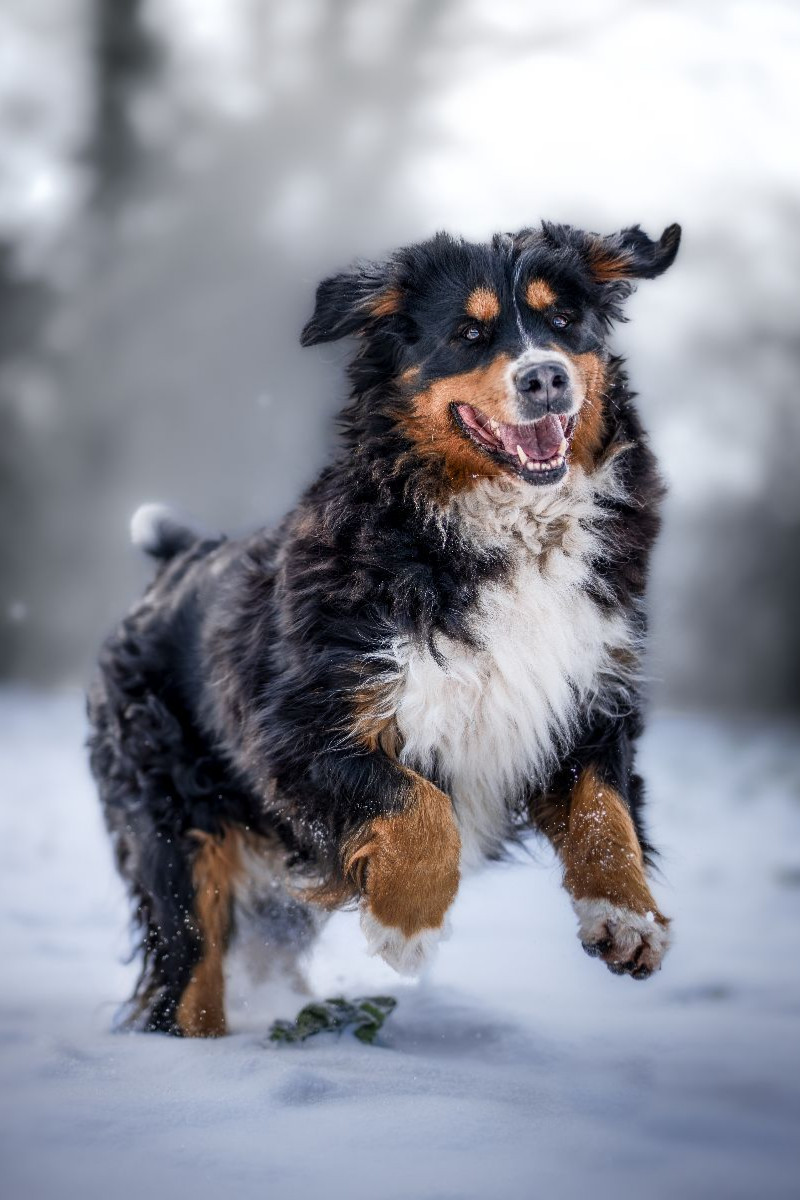 Berner Sennehund tobt im Schnee