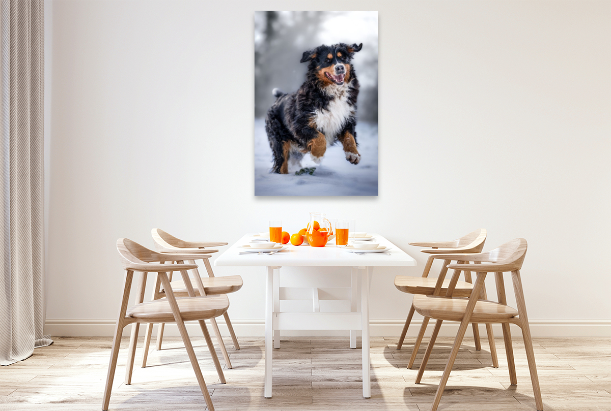 Berner Sennehund tobt im Schnee