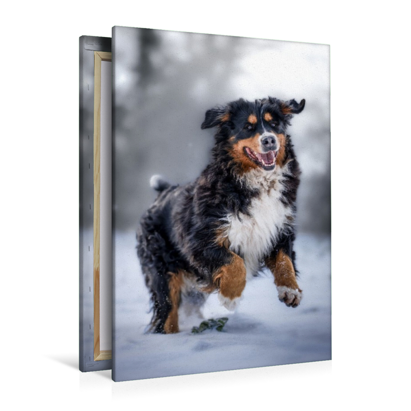 Berner Sennehund tobt im Schnee