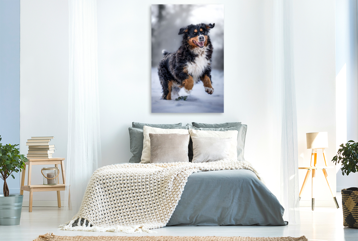 Berner Sennehund tobt im Schnee