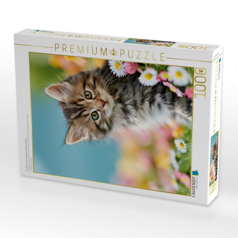 Ein Motiv aus dem Kalender Spaß mit Katzen