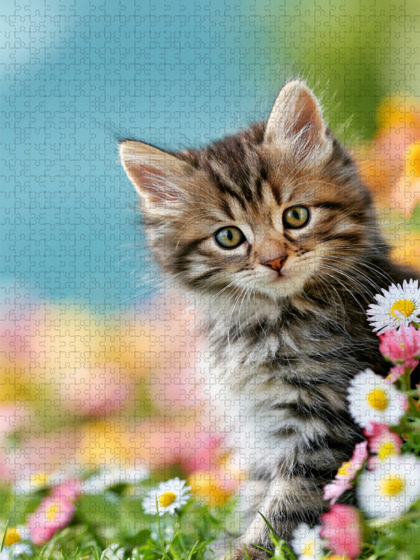Ein Motiv aus dem Kalender Spaß mit Katzen