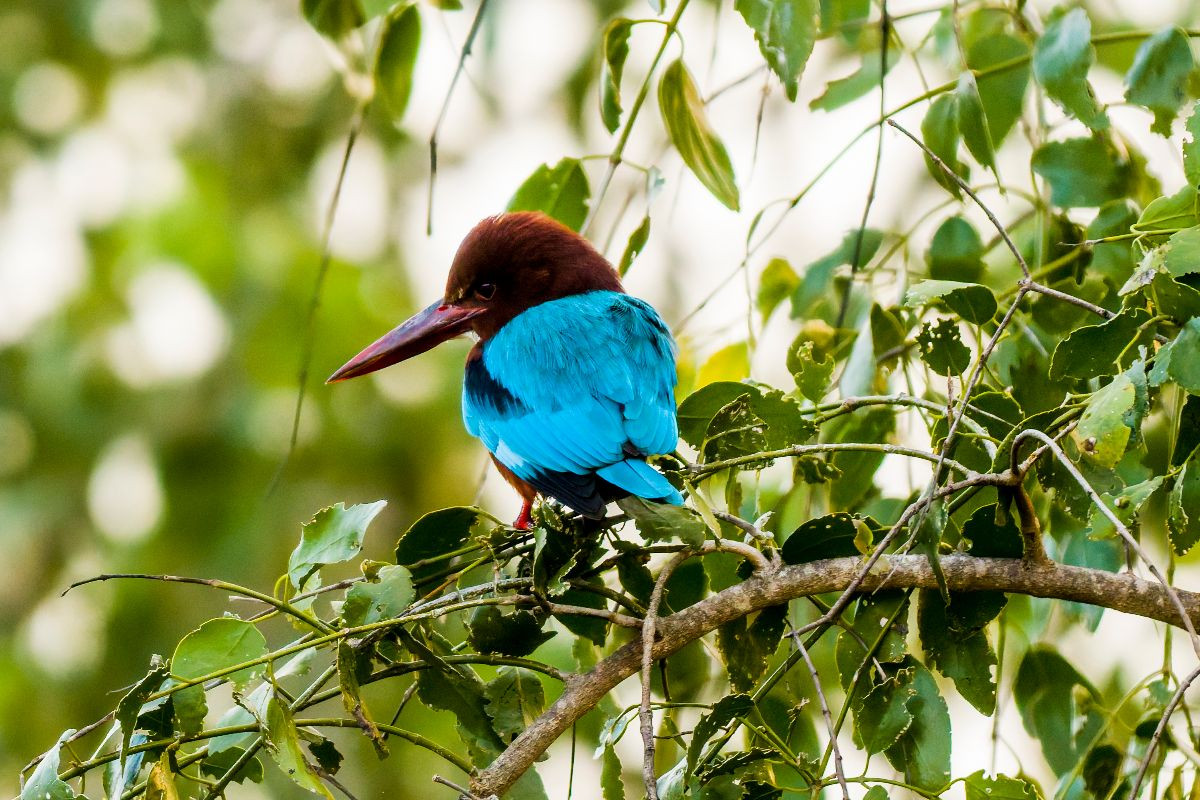 Weißkehlen Eisvogel