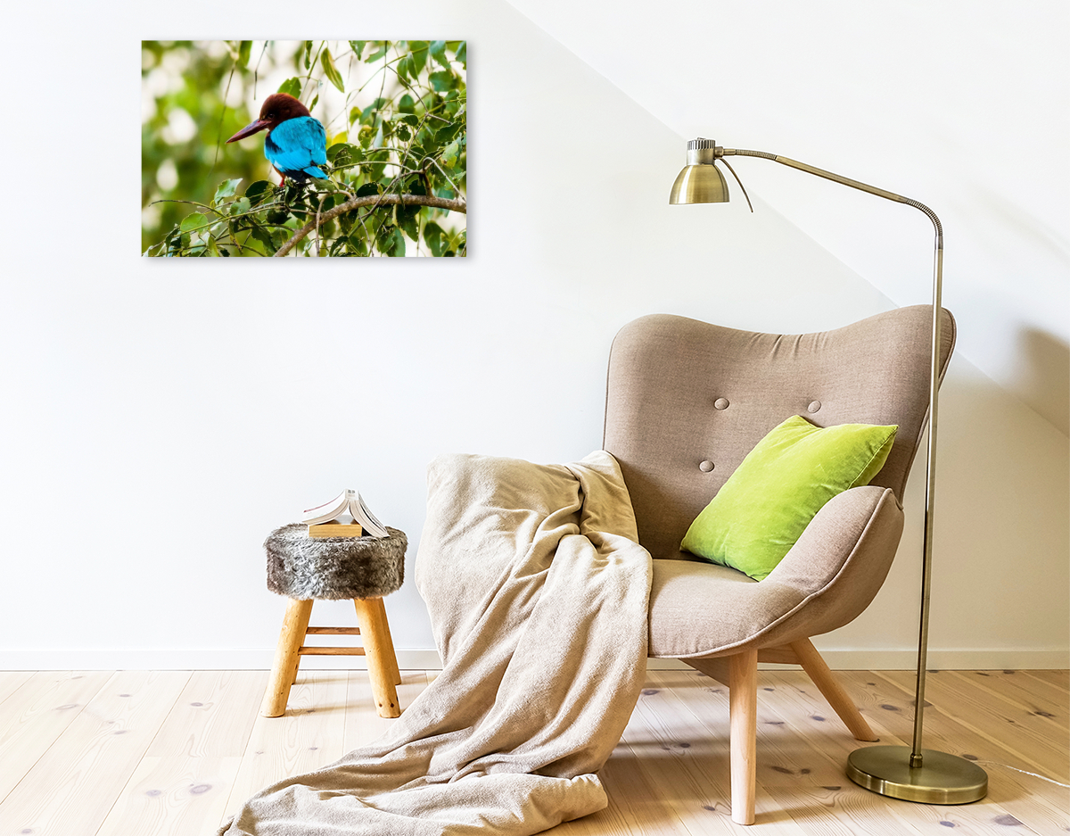 Weißkehlen Eisvogel