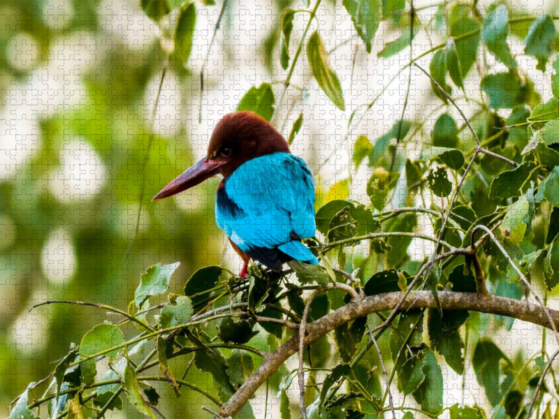 Weißkehlen Eisvogel