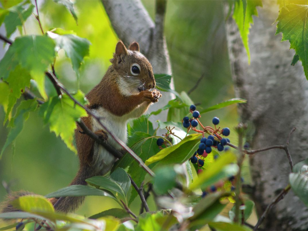 Eichhörnchen zwischen Blättern und Beeren