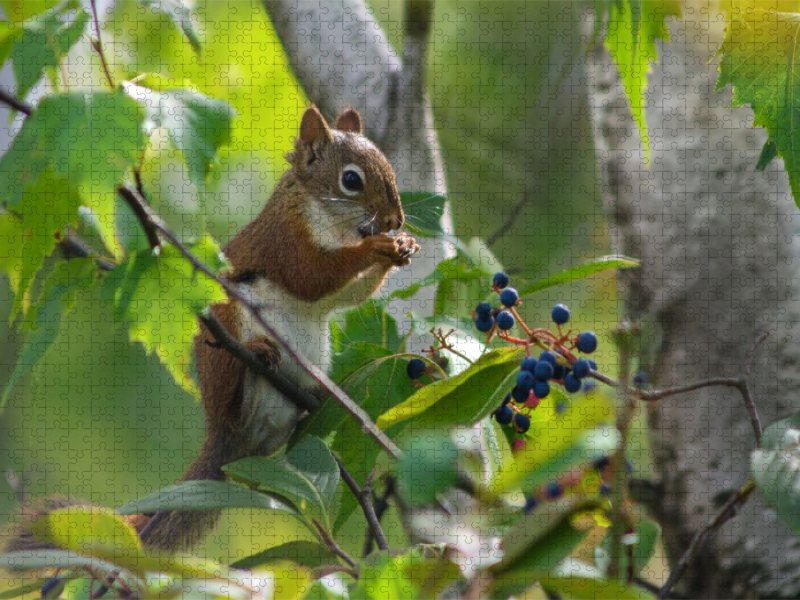 Eichhörnchen zwischen Blättern und Beeren