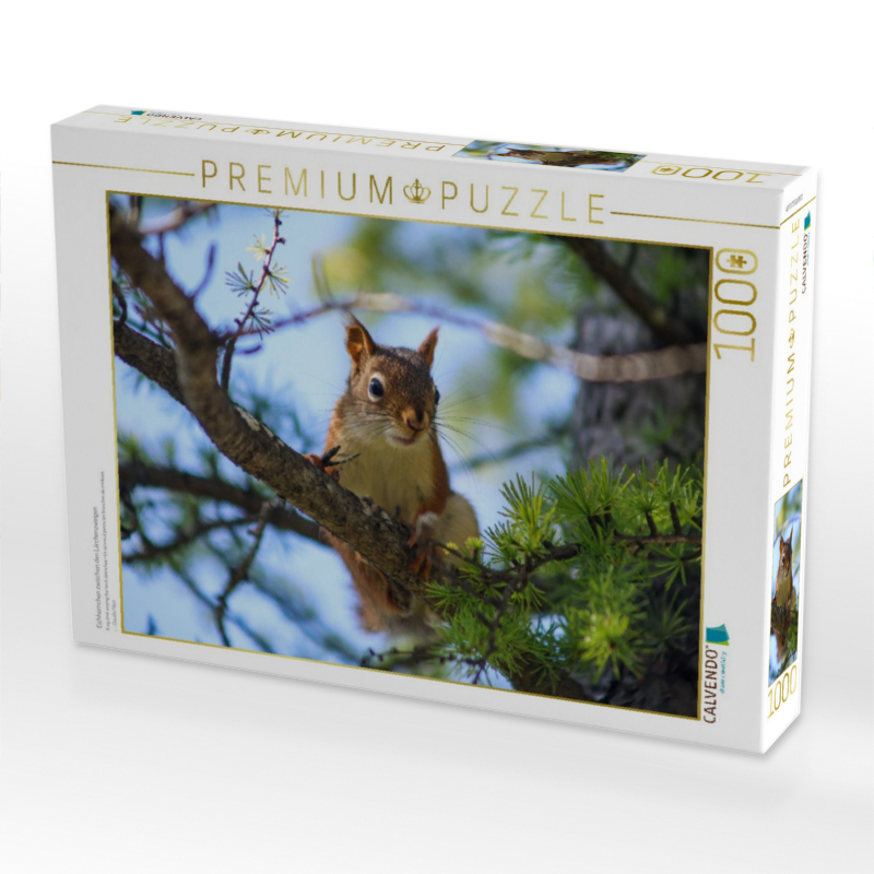 Eichhörnchen zwischen den Lärchenzweigen